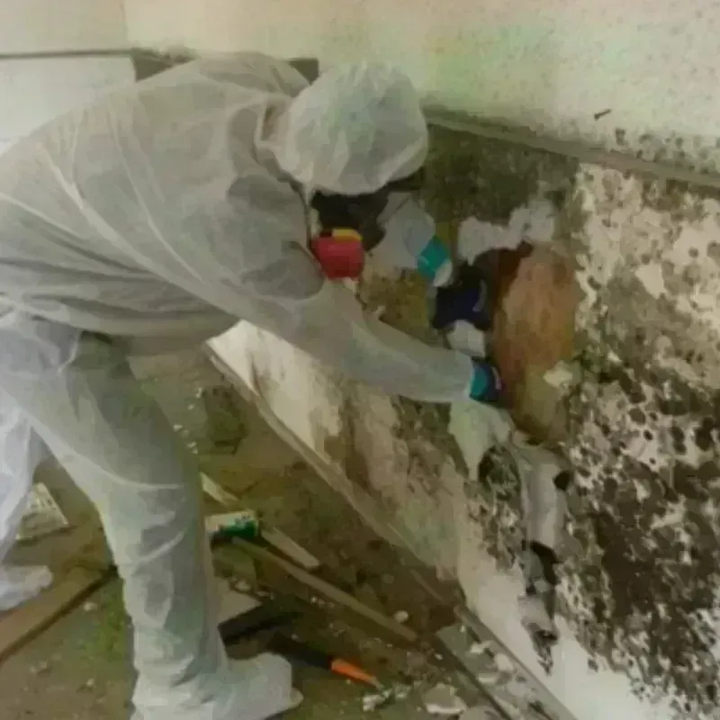 Mold Remediation and Removal in Danville, AR